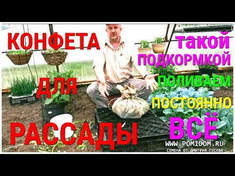 Видео: Конфета для Рассады Томатов. Чем полить помидоры после высадки. Лёгкая эко био подкормка за 5 минут
