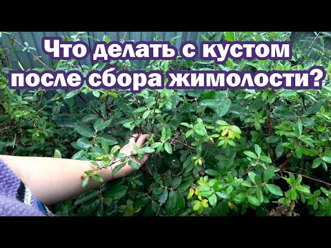 Видео: Поторопитесь обработать жимолость