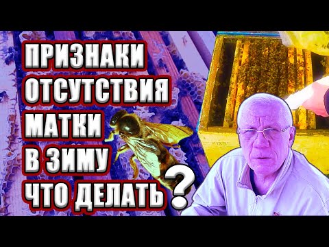 Видео: Нет матки. Не нашёл матку. ПРИЗНАКИ отсутствия матки. Что делать?