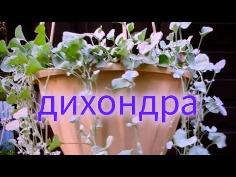 Видео: Дихондра Серебристый водопад. Сохраните зимой дома 👌. Декабрь 24г