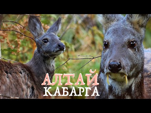 Видео: Алтай: КАБАРГА - олень с клыками | Film Studio Aves