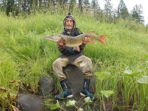 Видео: По притокам Енисея 2023г. Бакланиха-Сохатиная-Бол.Сиговая-Сухая Тунгуска.