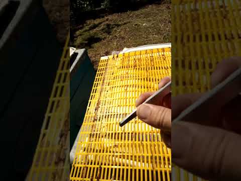 Видео: Почему пчёлы не идут во второй корпус через ганемановскую решетку