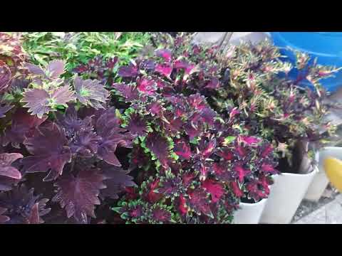 Видео: ВСЕ НЕ ТАК ПРОСТО!