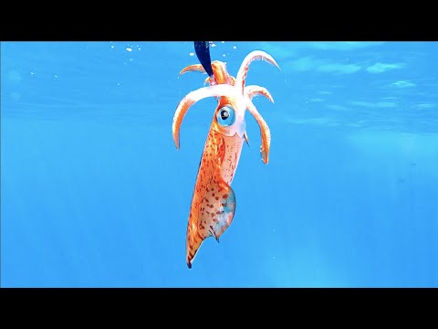 Видео: Охота на кальмаров в заливе Географ-Бей, г. Басселтон. | Поймай и приготовь.