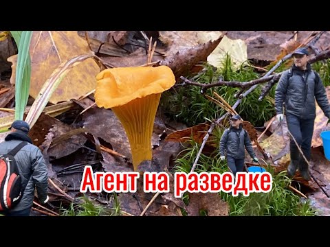 Видео: Грибные дела октября!