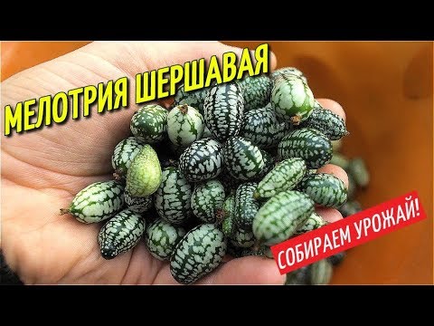 Видео: МЕЛОТРИЯ ШЕРШАВАЯ АФРИКАНСКИЙ ОГУРЕЦ/СОБИРАЕМ УРОЖАЙ.