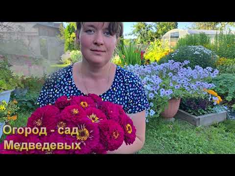 Видео: Моя подборка цветов для яркого бордюра