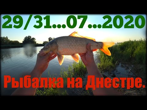 Видео: 29/31...07...2020 Рыбалка на Днестре. Карась клюёт  отбою нет