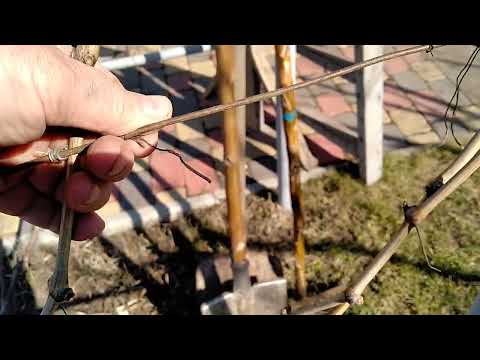 Видео: Подвязка винограда. Вяжу так десятки лет и всем советую .