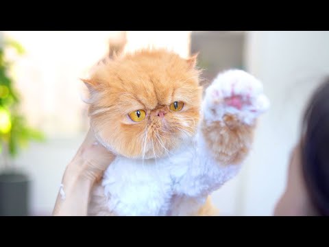 Видео: Этот милый котик мягко говорит "нет"!!😻🛁✂️❤️