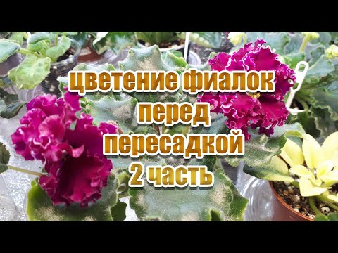 Видео: Цветение Фиалок перед пересадкой 2 часть