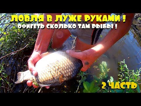 Видео: ЛОВИМ РАЗНУЮ РЫБУ В ЛУЖЕ РУКАМИ ! ЭТИ КОРЯГИ полны КАРАСЯ, ЩУКИ, ЛИНЯ | 2ЧАСТЬ