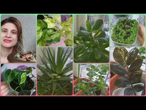 Видео: Цветочные новости🌱Обзоры🌼Пересадка🌷Детки замиокулькасов🌱Филодендрон🌷Сциндапсус🌼Толстянки🌱Тилландсии