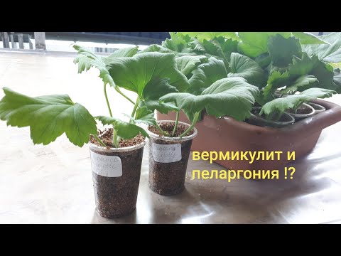 Видео: ВЕРМИКУЛИТ. Мой опыт работы с пеларгонией.