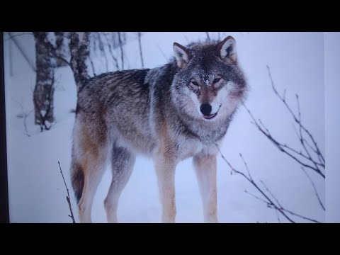 Видео: Волк в овечьей шкуре/Елена Затулинская,2024/.