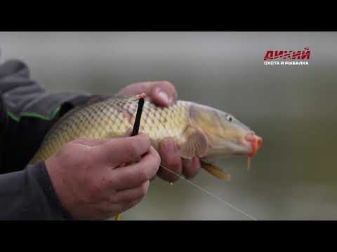 Видео: Сезон рыбалки. Осень. Карп на платнике