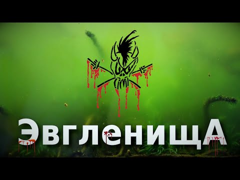 Видео: Зеленая вода в аквариуме или как плюнуть в душу Эвглене?!