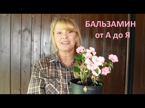 Видео: Бальзамин от А до Я.