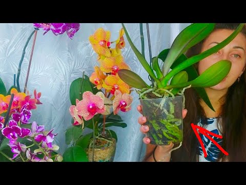 Видео: Простой ПОЛИВ для БУРНОГО РОСТА и Шикарного ЦВЕТЕНИЯ