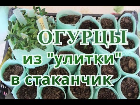 Видео: Сажаем Огурцы из "улитки" в стаканчики.