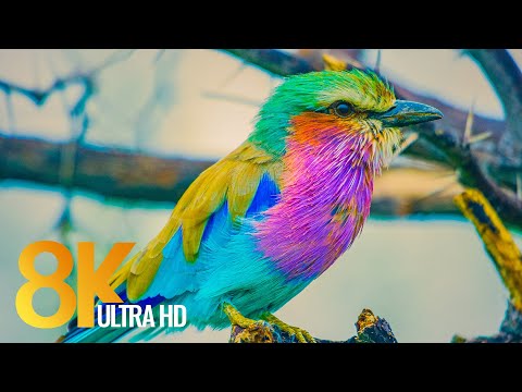 Видео: Африканская дикая природа в 8K - откройте для себя дикий мир Ботсваны
