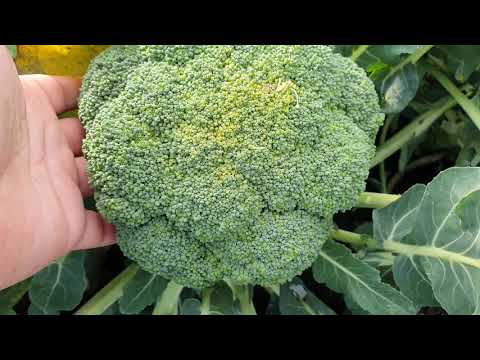 Видео: Овощи Растут. Капуста брокколи Партенон F1.