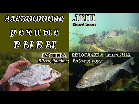 Видео: ГУСТЕРА, БЕЛОГЛАЗКА и ЛЕЩ (Элегантные речные рыбы)