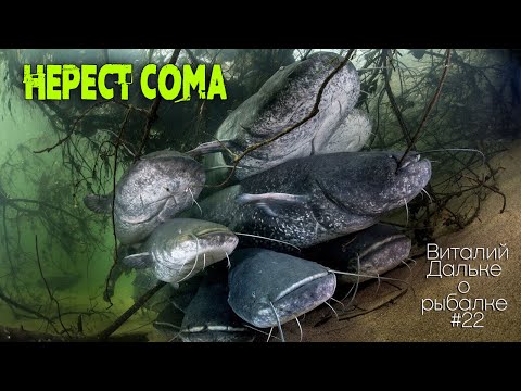 Видео: НЕРЕСТ СОМА. Когда как и где нерестится сом | Виталий Дальке о рыбалке 22