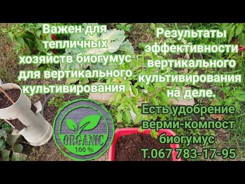 Видео: Важно для тепличных хозяйств, реальная эффективность вертикального культивирование с verme-composte.