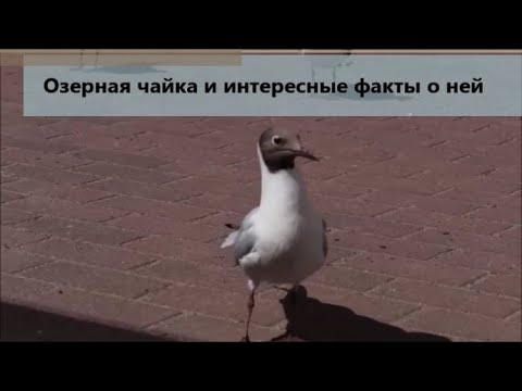 Видео: Озерная чайка и интересные факты о ней