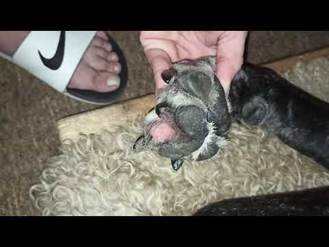 Видео: Лечение межпальцевого дерматита у кане корсо Пончика. Покраснение между подушечек на лапах