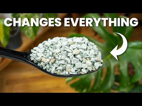 Видео: Это мгновенно заставит ваши растения процветать