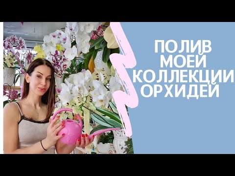 Видео: Полив орхидей. Полив большой коллекции орхидей. Как поливать орхидею.