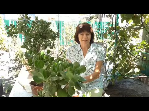 Видео: Денежное дерево.  Как правильно поливать, когда удобрять и прищипывать денежное дерево.