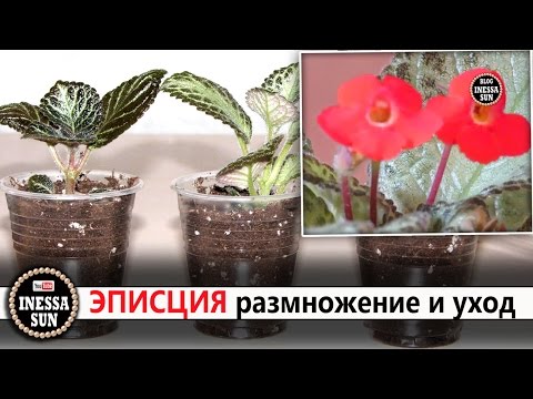 Видео: Эписция.  Размножение и уход . Episcia.