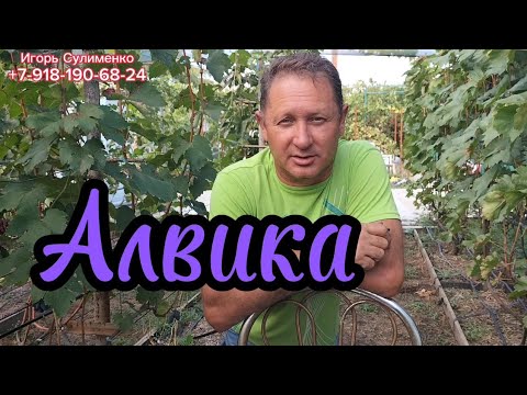 Видео: Алвика.