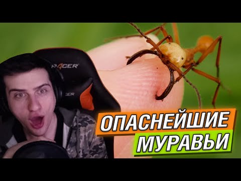Видео: Hellyeahplay смотрит: Самые опасные МУРАВЬИ на планете!