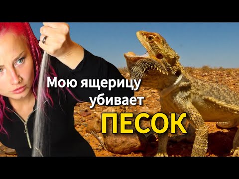 Видео: Вся правда о содержании рептилий на песке