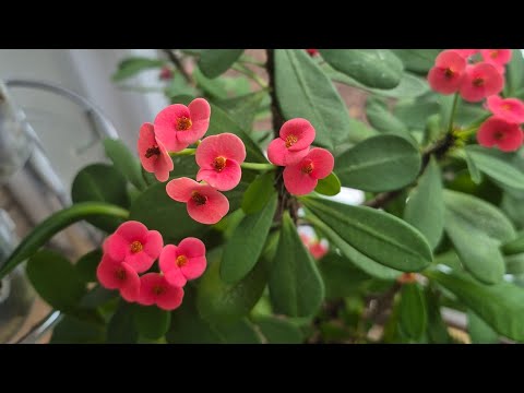 Видео: Зелёные  и декоративно- лиственные растения