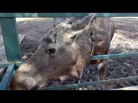 Видео: Лосиная ферма. Костромская область