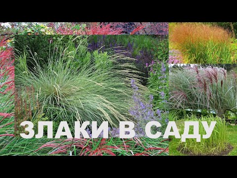 Видео: Злаки в саду. Обзор растений, прогулка по саду, лирика.