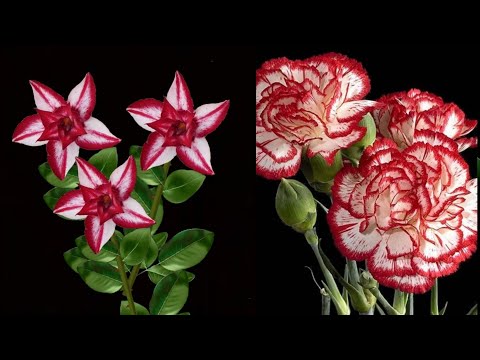 Видео: Как сделать красивый цветок из полиэтиленового пакета | Цветочные ремесла