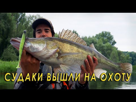 Видео: Летняя проводка на трофейного СУДАКА! Рыбалка на спиннинг с каяка.