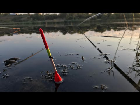 Видео: РЫБАЛКА НА ПОПЛАВОК | ЛОВЛЯ КАРАСЯ И ЛИНЯ НА УДОЧКУ!