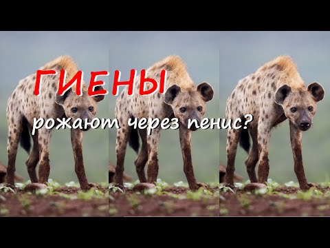 Видео: Гиены - жестокие оборотни дикой природы. 10 ошеломительных фактов о гиенах.