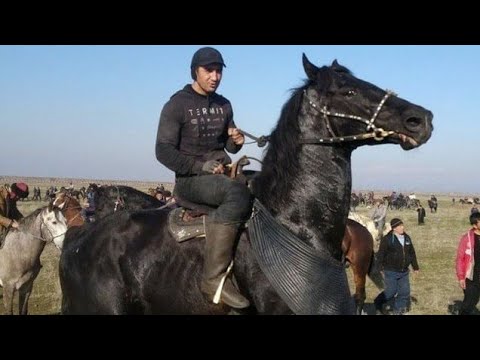 Видео: Мен үшін Өзбекстандағы🇺🇿 ең мықты ат 🔱GERKULES🔱.Аттың бағасын беріңіздер👍.Көкпар көкпар көкпар