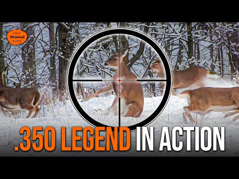 Видео: Имеет ли .350 Legend достаточную убойную силу?