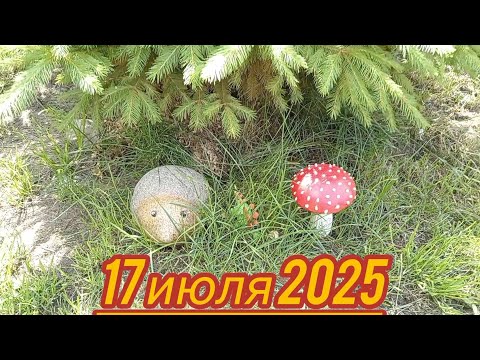 Видео: Обзор участка 17 июля 2025 