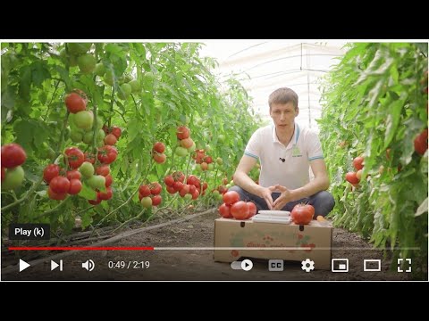 Видео: Manusa RZ F1 - розов домат с невероятен вкус, устойчив и високодобивен